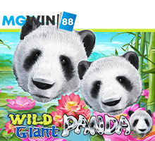 Mgwin88 Wild Giant Panda