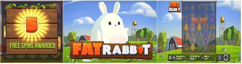 Fat rabbit